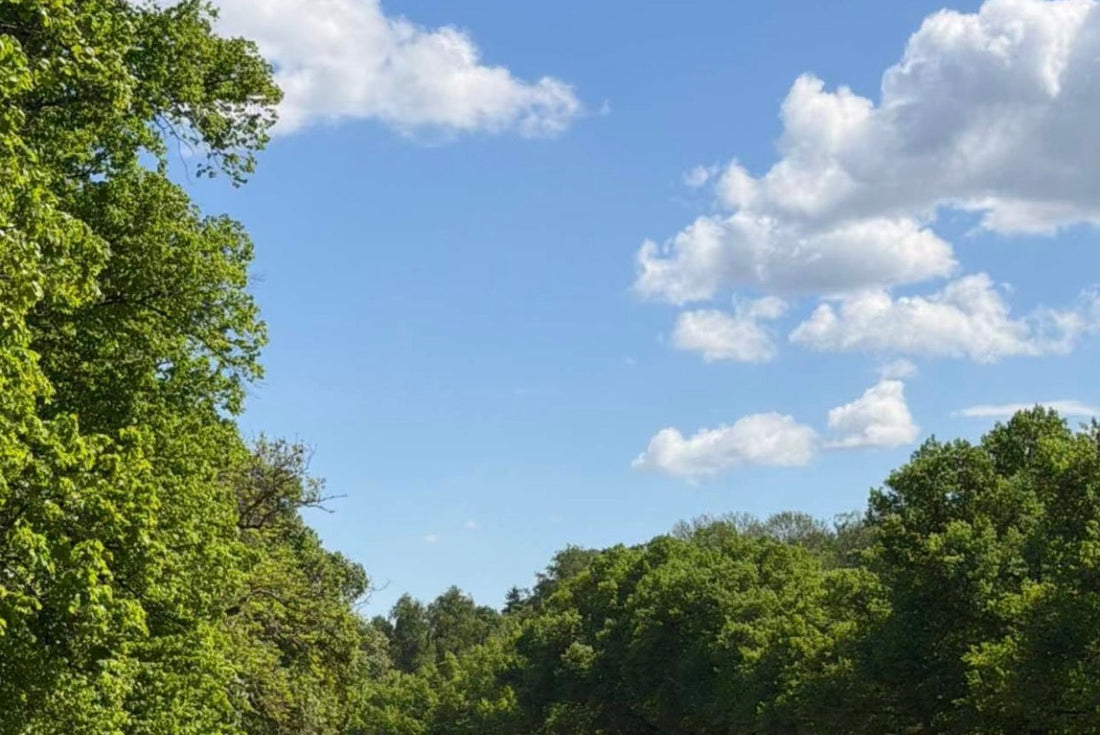 Summer sky with green trees — K-beauty glow season